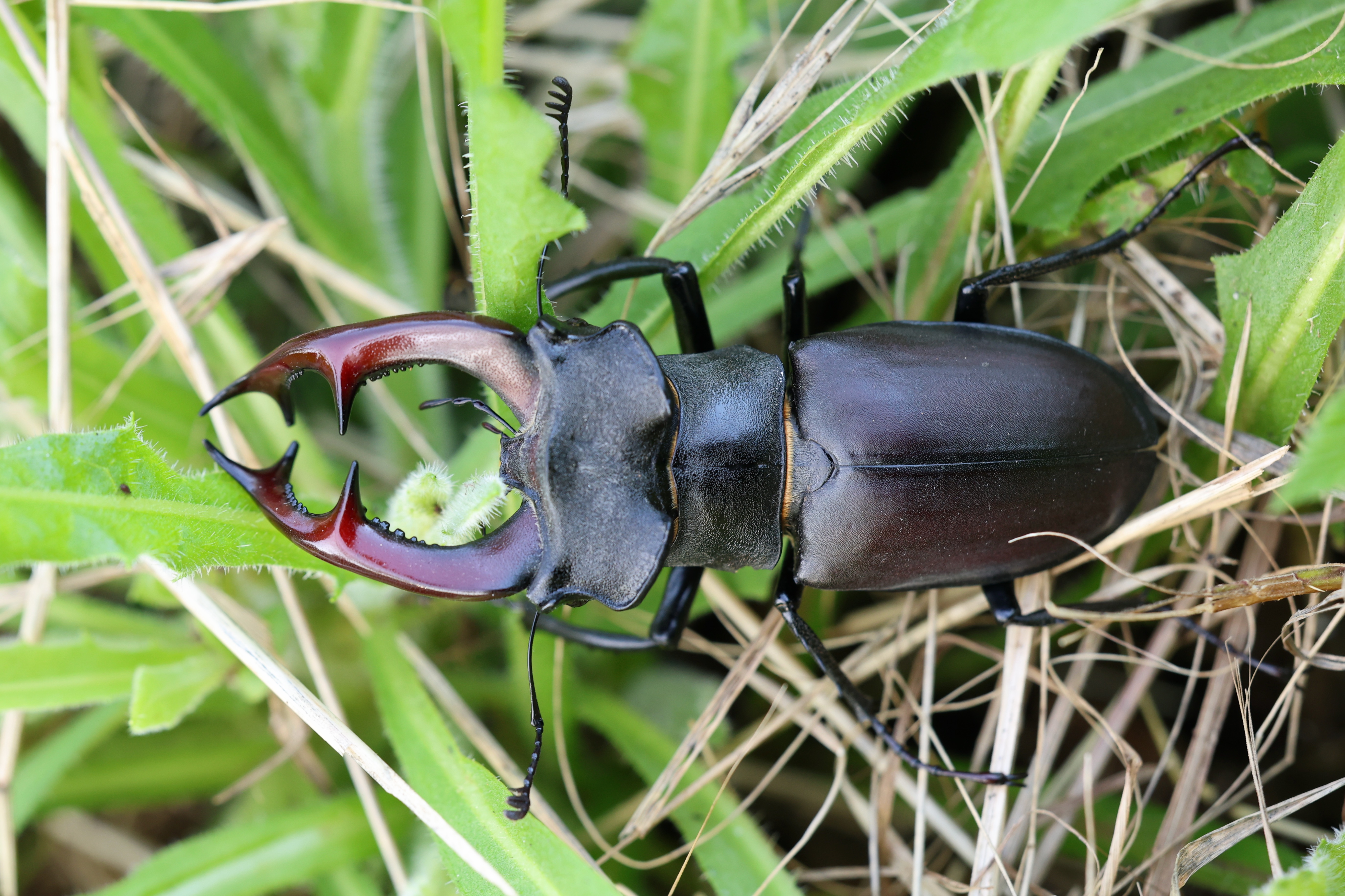Lucanus cervus