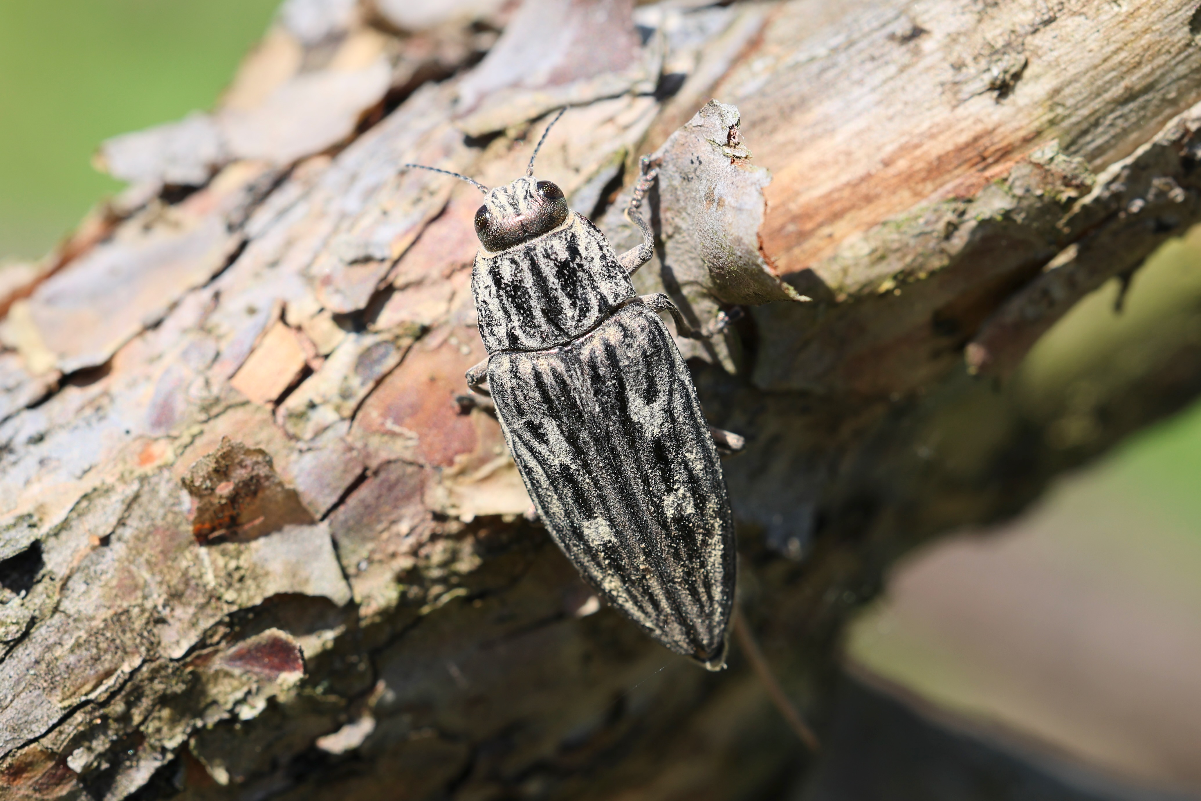 Calcophora mariana