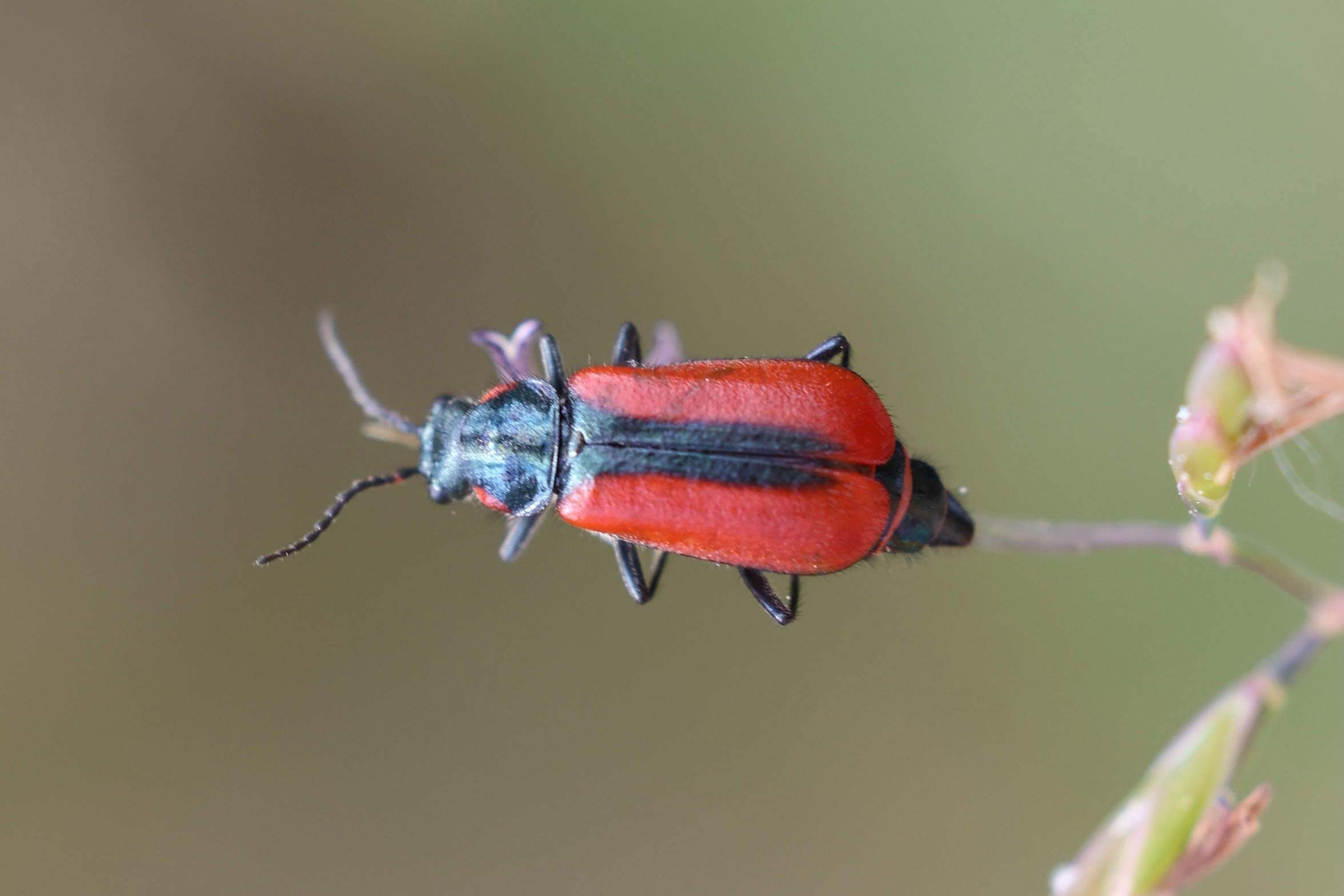 Malachius rubidus