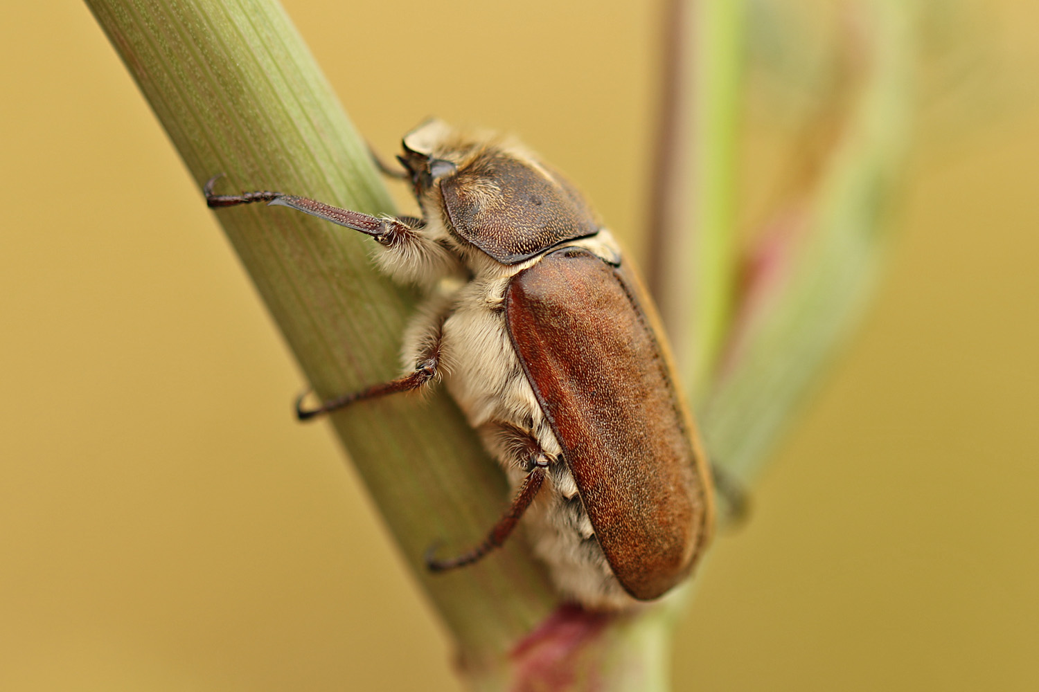 Anoxia villosa