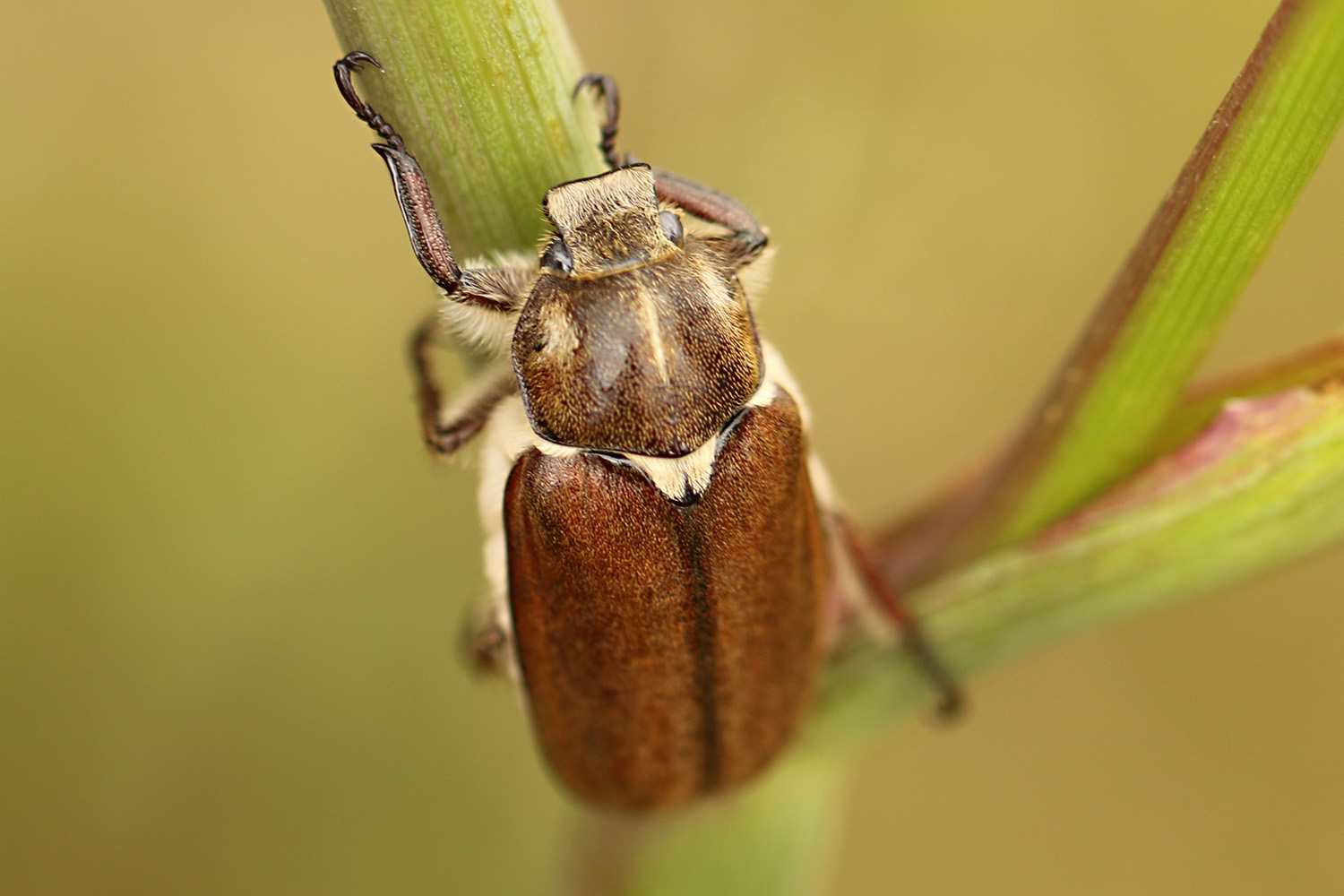 Anoxia villosa