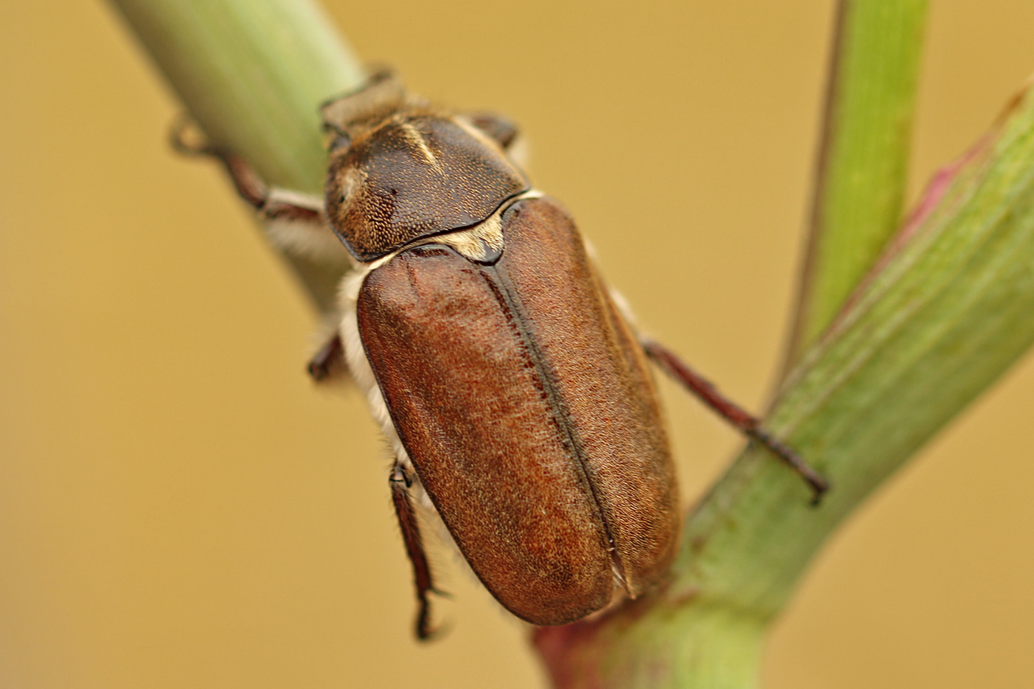 Anoxia villosa