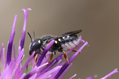 Anthidium nanum