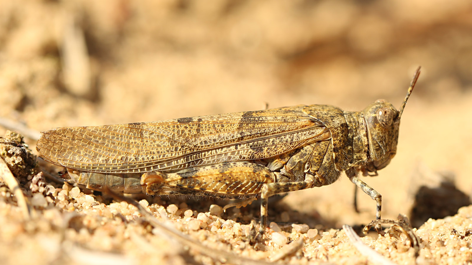 Blauflügelige Sandschrecke