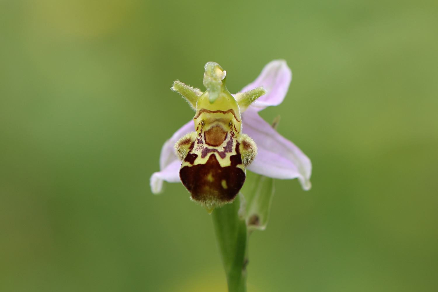 Bienen-Ragwurz