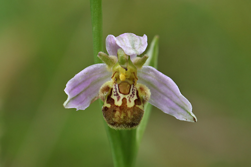 Bienen-Ragwurz