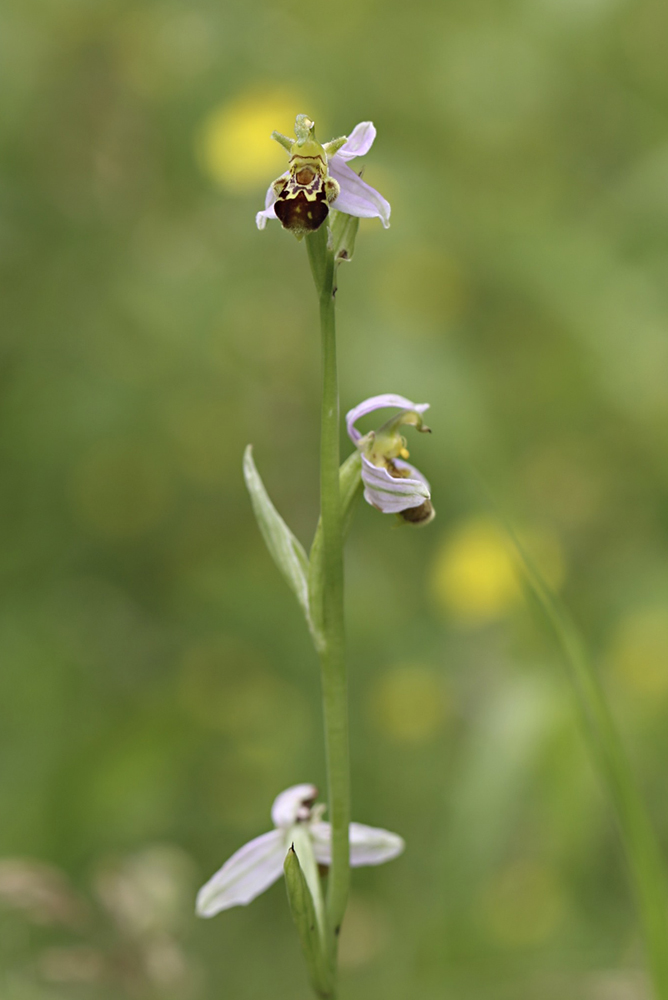 Bienen-Ragwurz