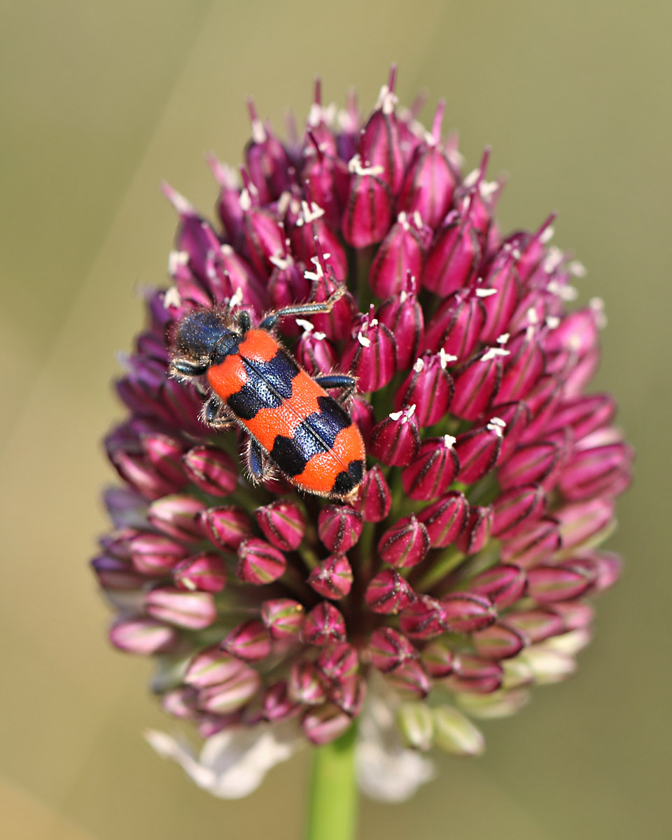 Gemeiner Bienenkäfer