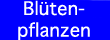 Bltenpflanzen