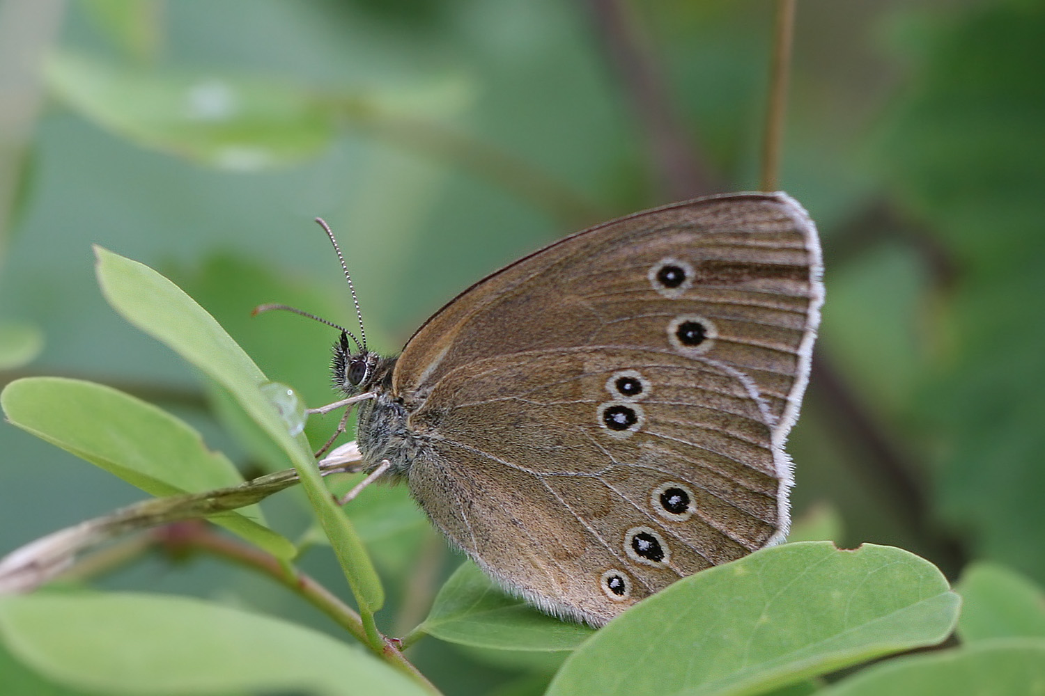 Brauner Waldvogel