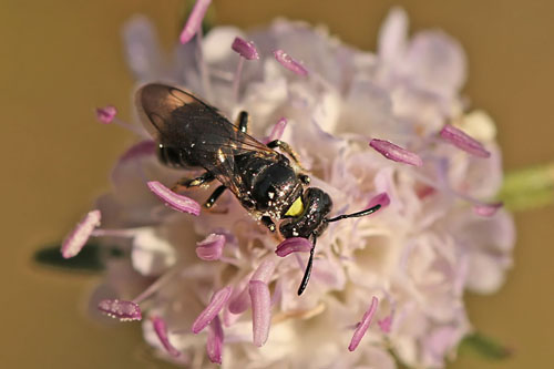 Ceratina
                  cucurbitina