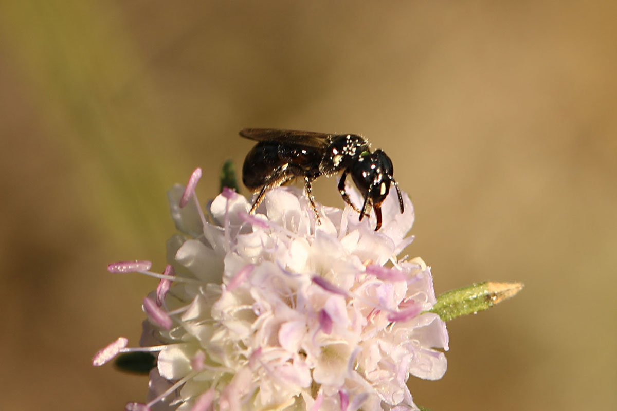 Ceratina cucurbitina