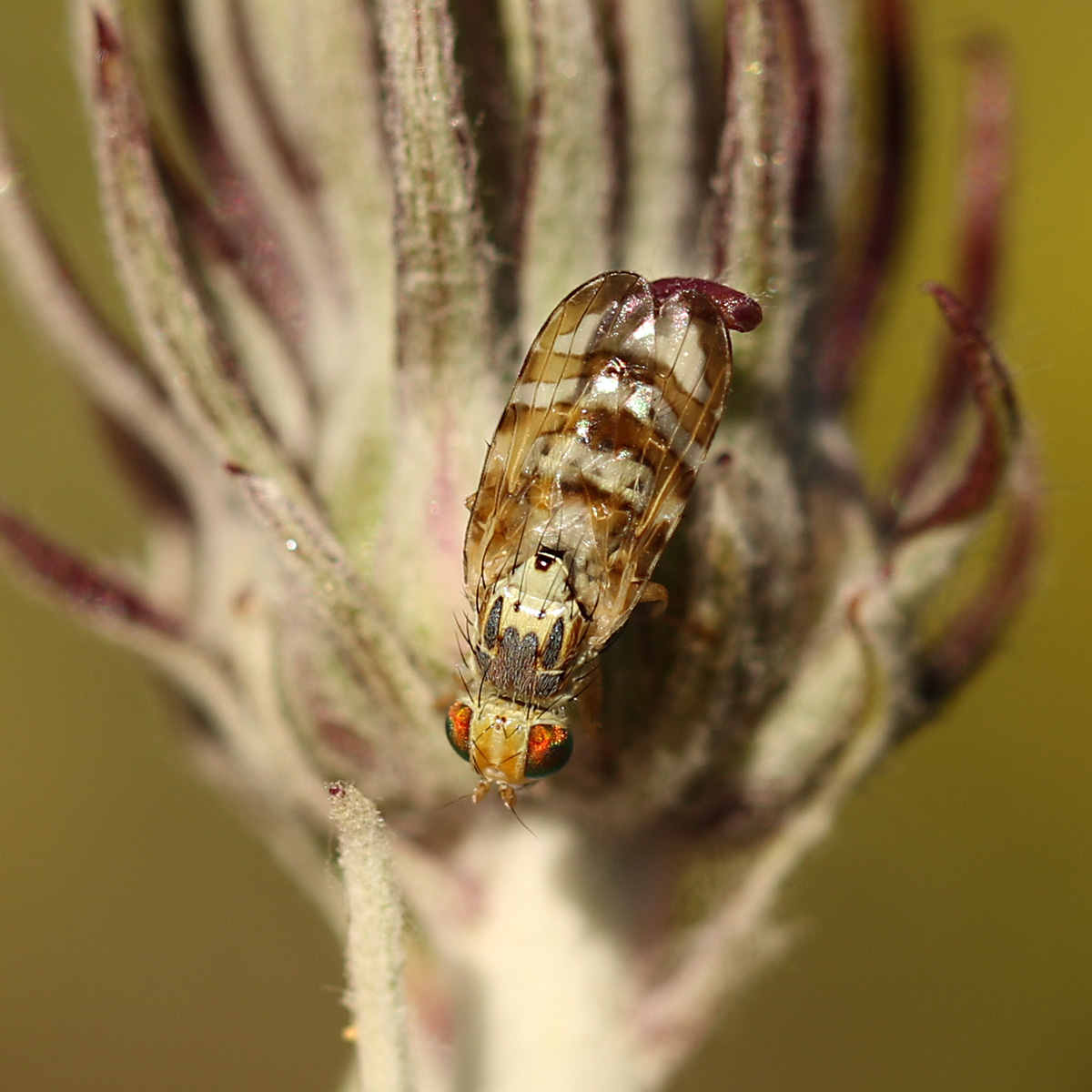 Chaetostomella rossica