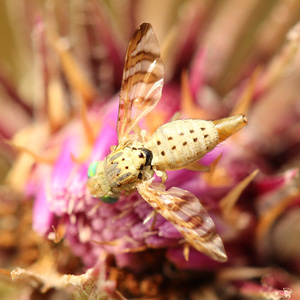 Chaetostomella rossica