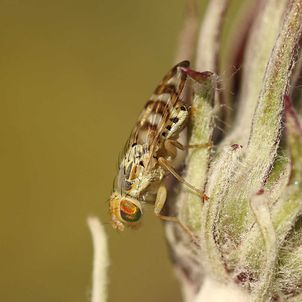 Chaetostomella rossica