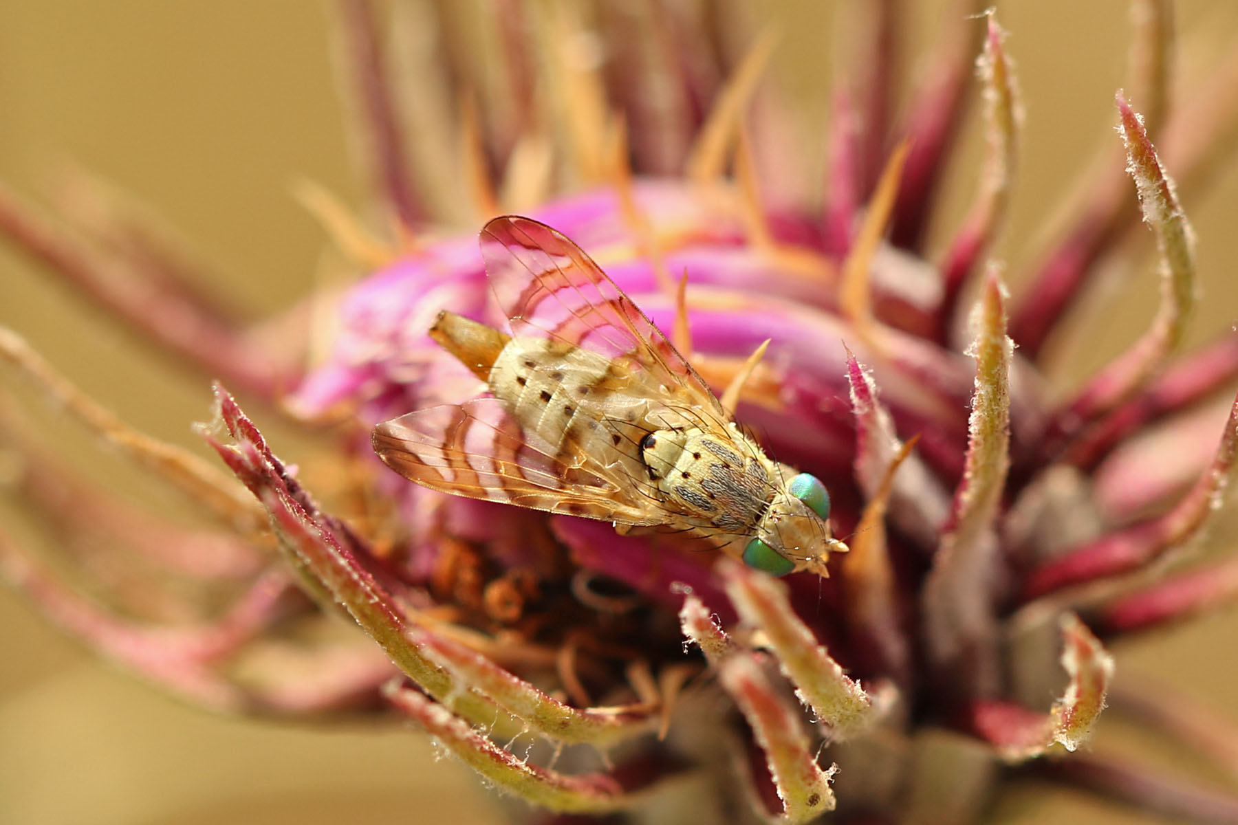 Chaetostomella rossica