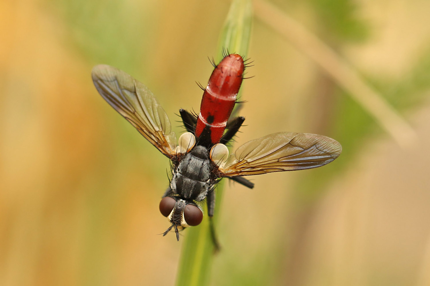 Cylindromyia bicolor