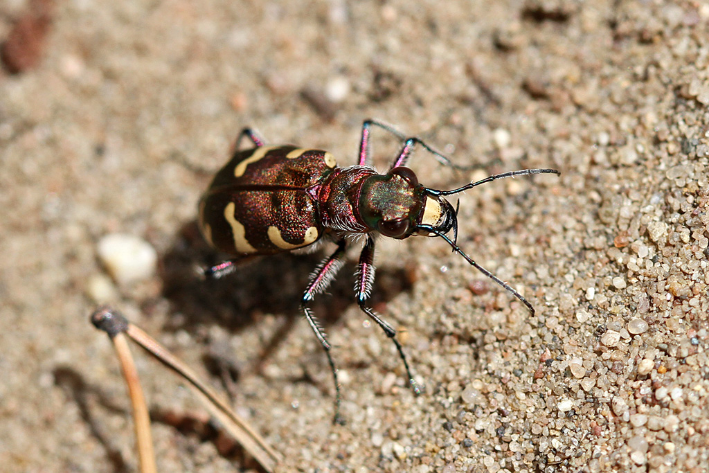 Dünen-Sandlaufkäfer