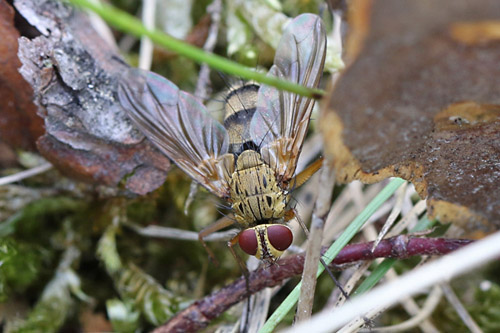 Dexiosoma canina