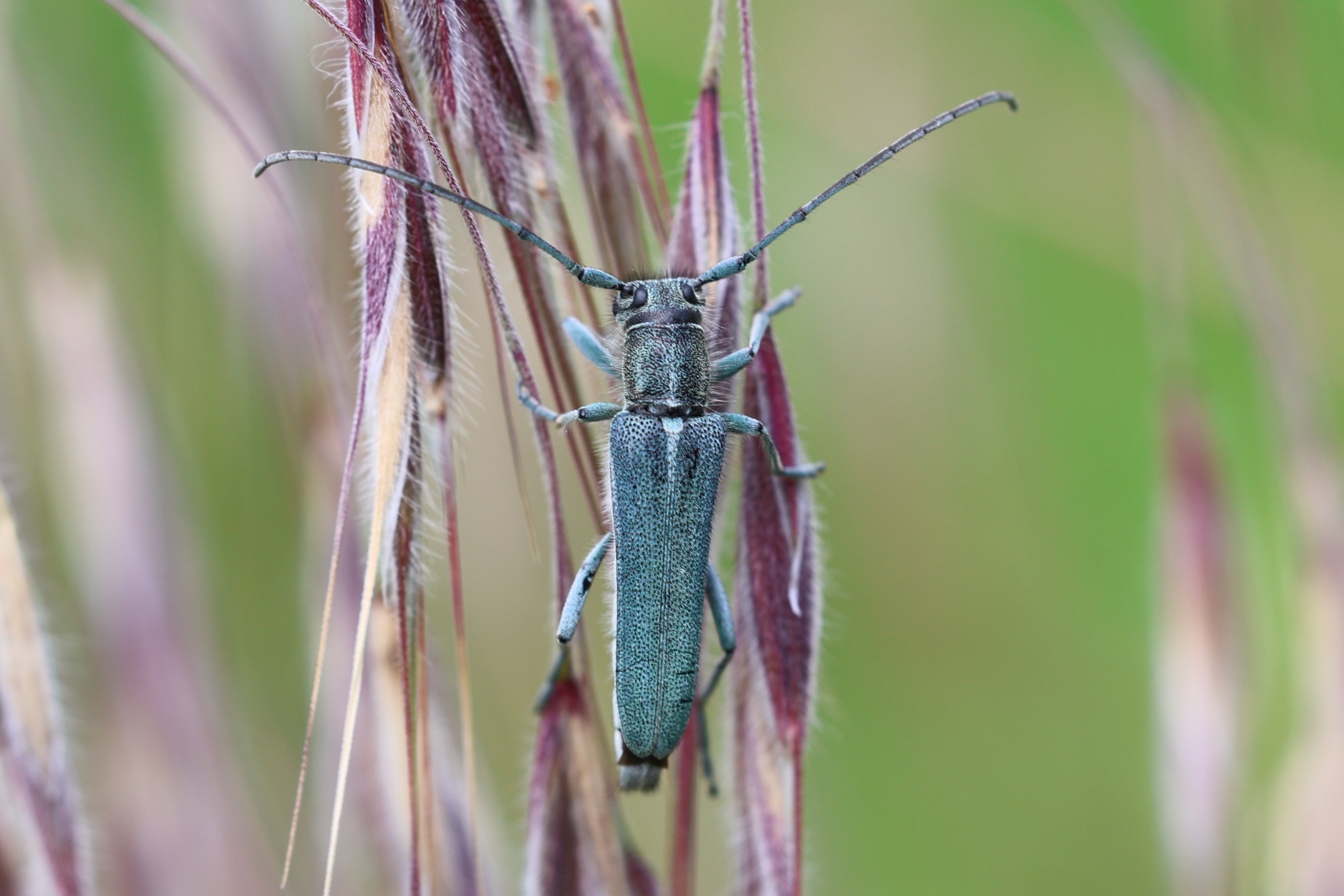 Dichtpunktierter
                  Wurzelhalsbock