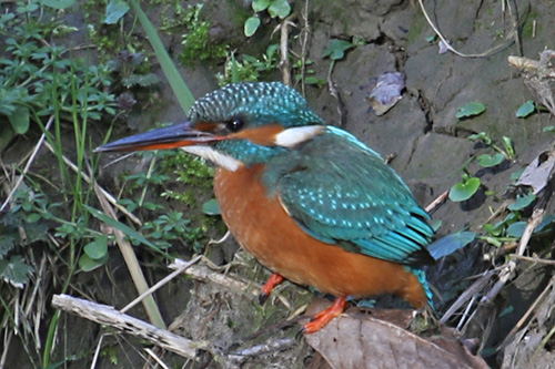 Eisvogel