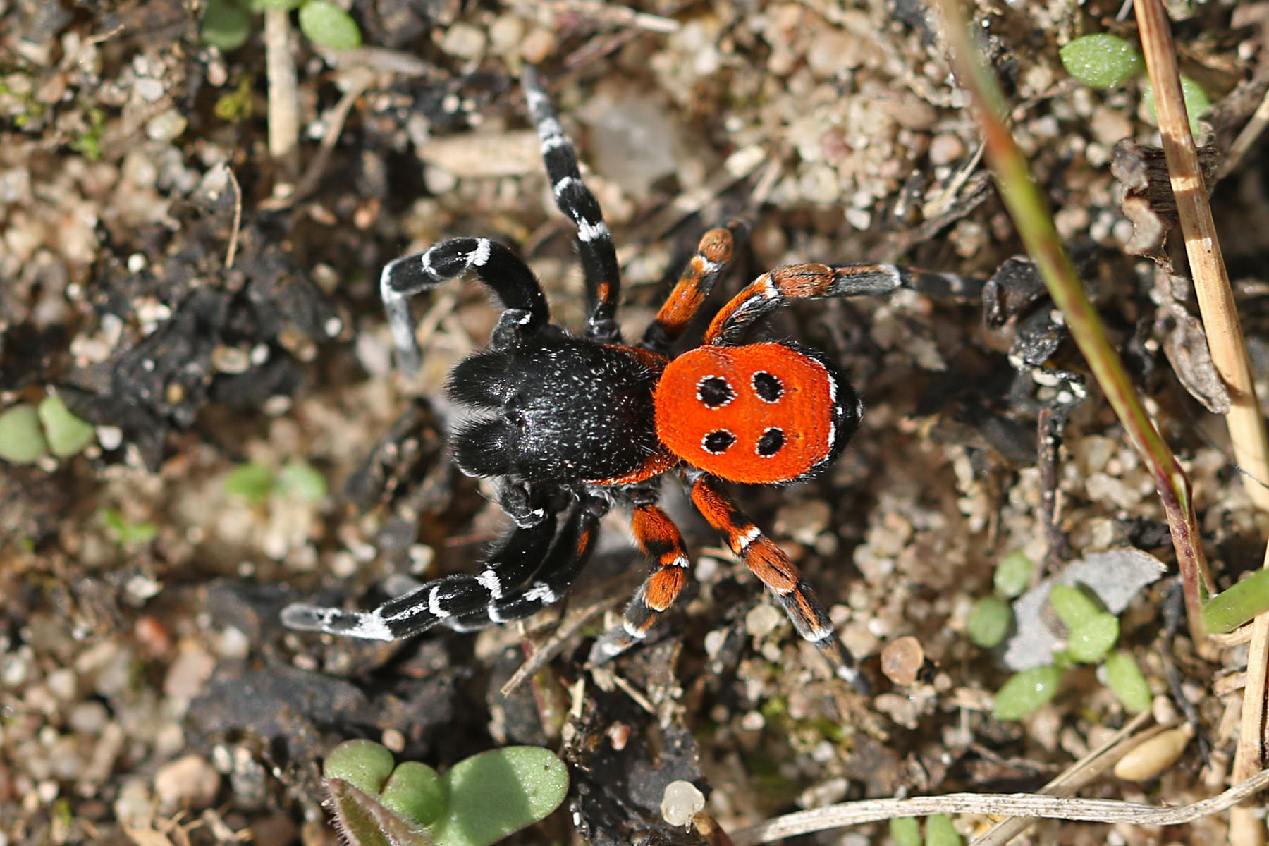 Rote Röhrenspinne