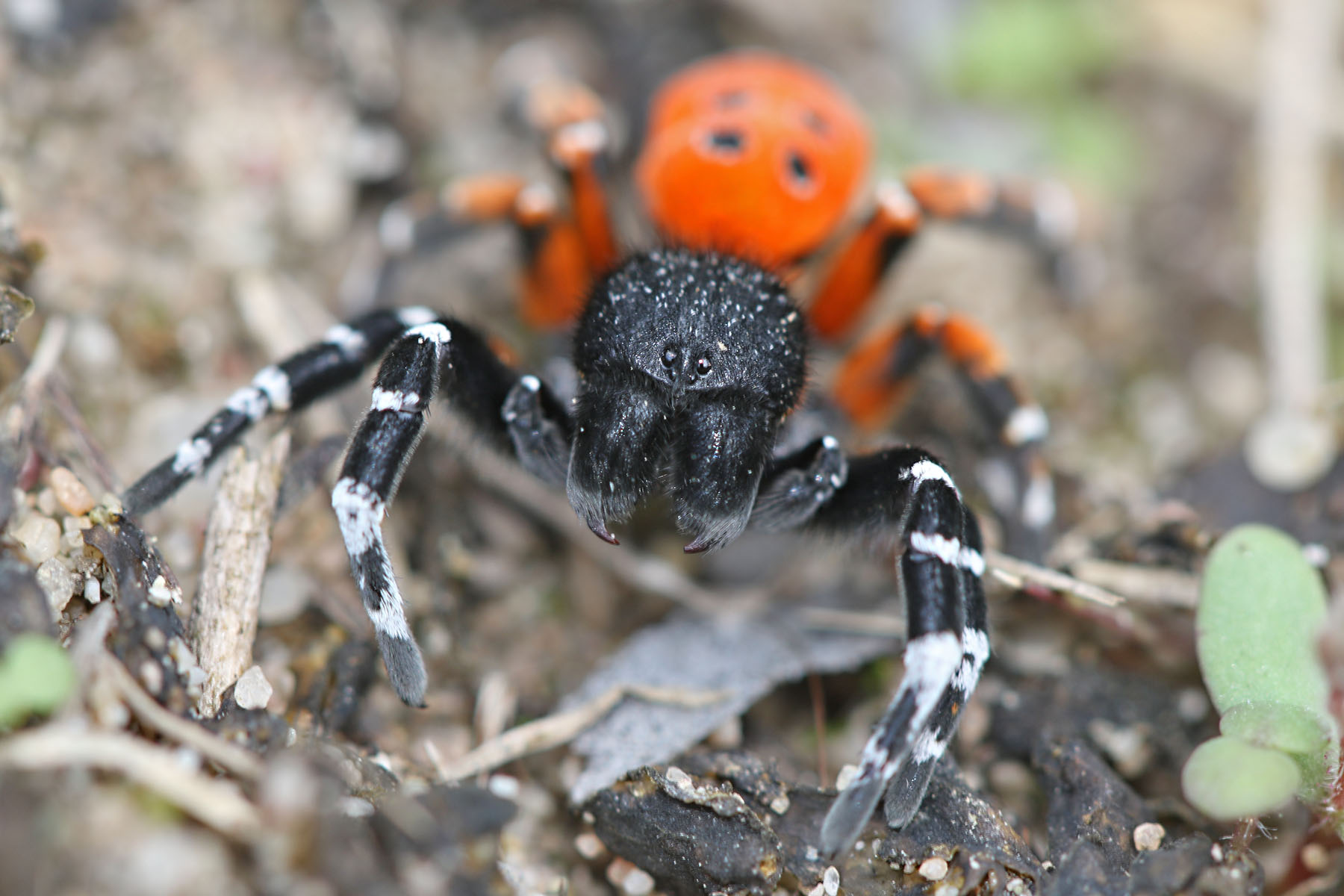 Rote Röhrenspinne