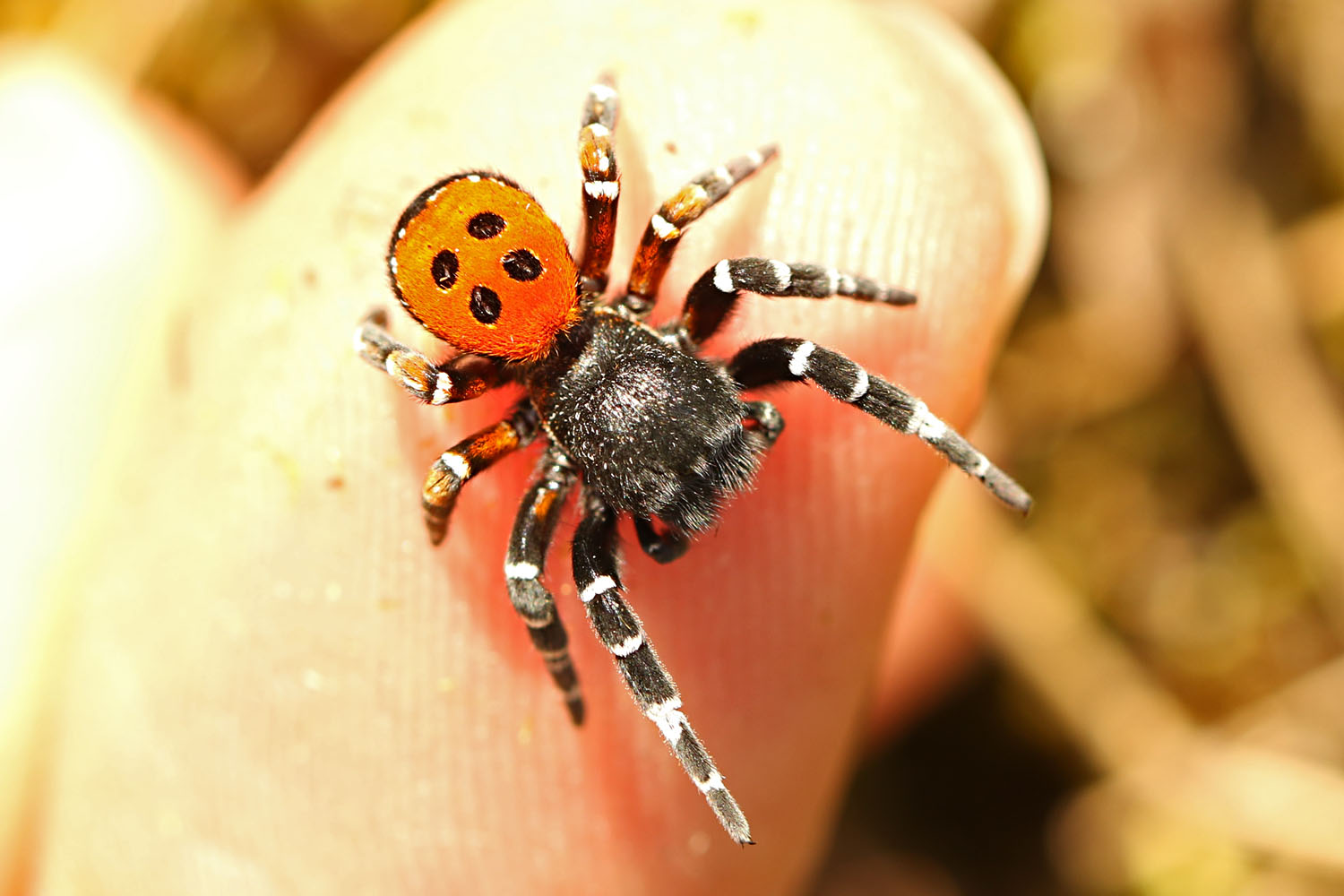 Rote Röhrenspinne