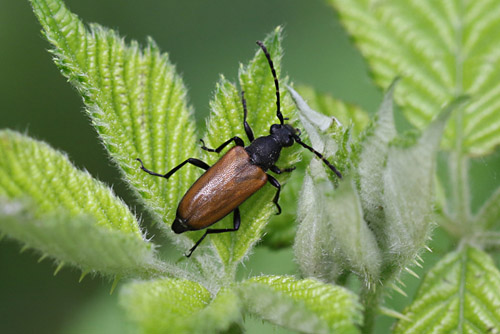 Flekcenhrniger Halsbock