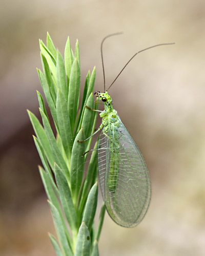 Sonstige
                  Insekten