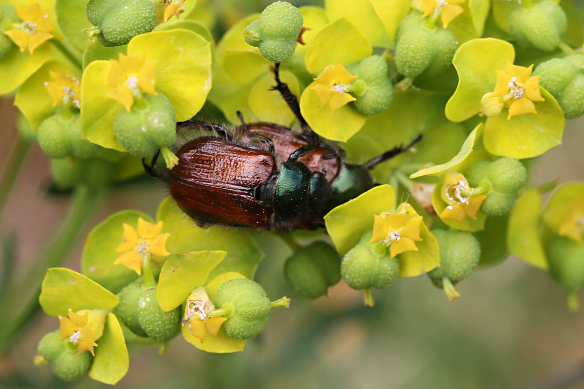 Gartenlaubkäfer