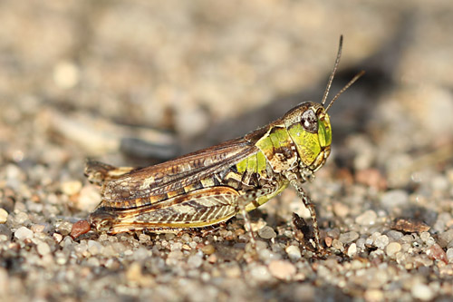 Gefleckte Keulenschrecke