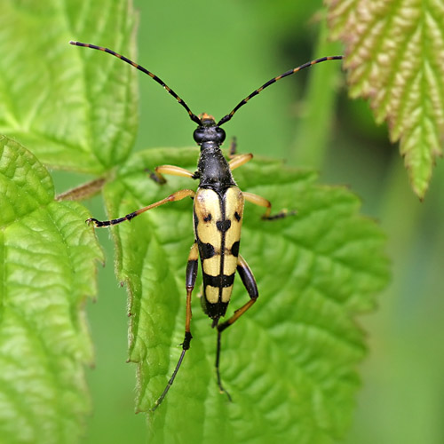 Gefleckter Schmalbock