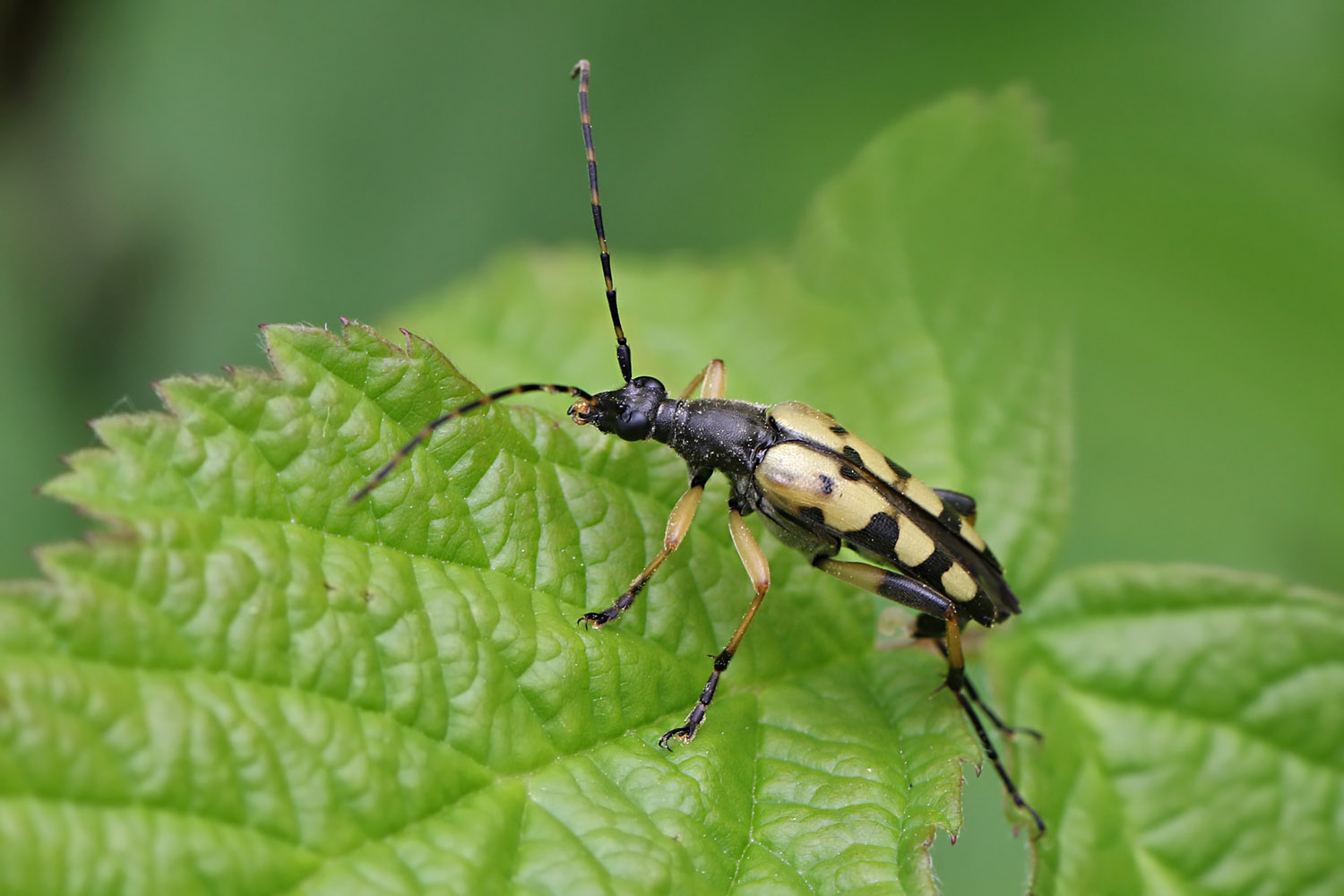 Gefleckter Schmalbock