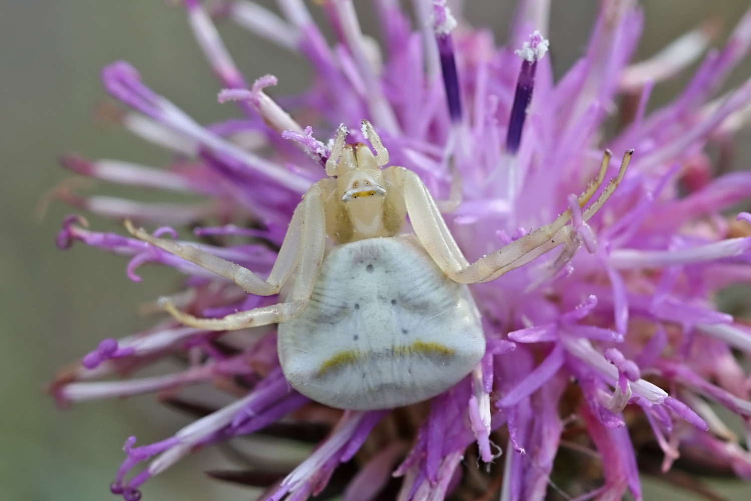 Gehöckerte Krabbenspinne