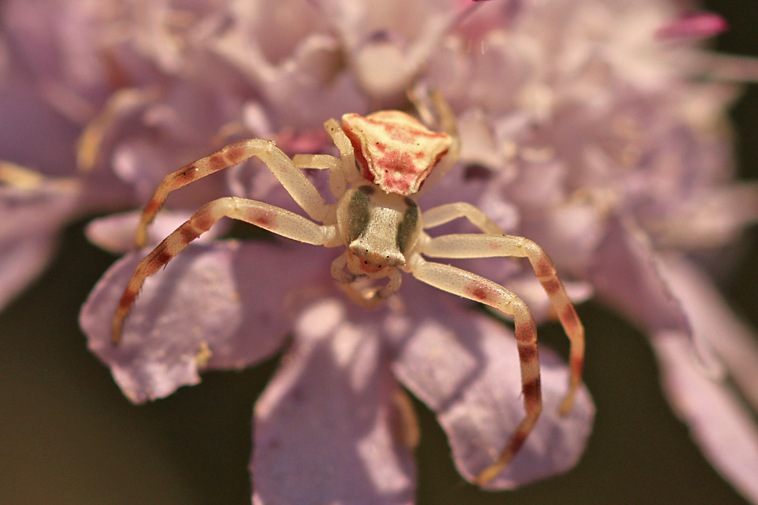 Gehöckerte Krabbenspinne