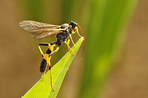 Gelbe Schlupfwespe