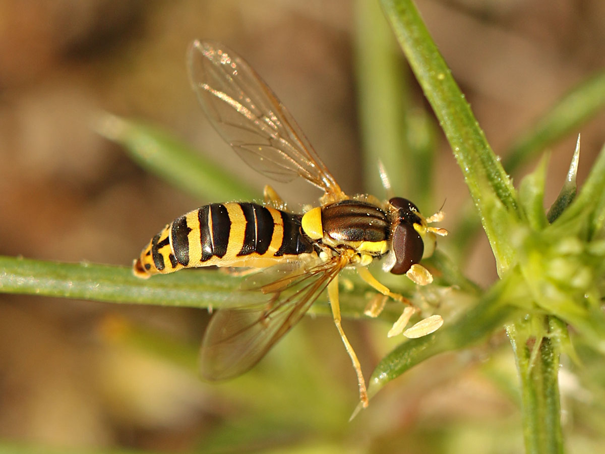 Gemeine Stiftschwebfliege