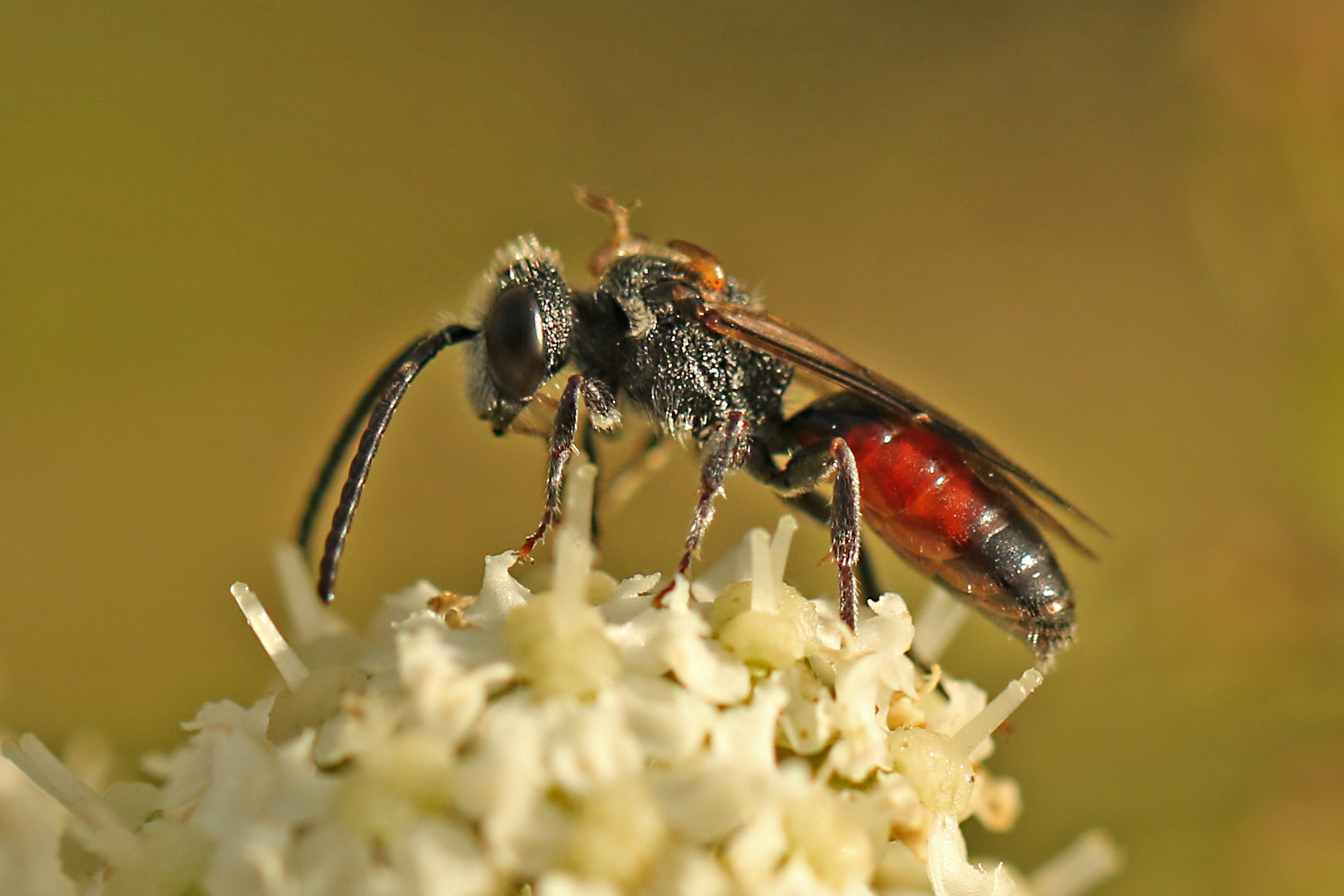 Grabwespe Mit Triungulini Wildbiene Das Wildbienenforum grabwespe-mit-triungulini-wildbiene-das-wildbienenforum