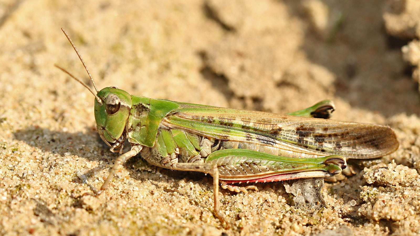 Grüne Strandschrecke