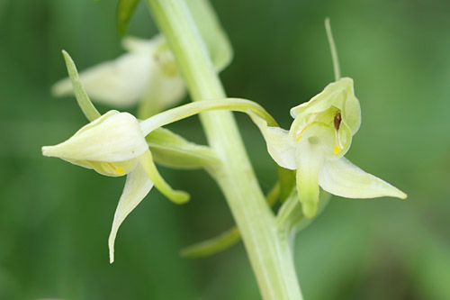 Grünliche Waldhyazinthe