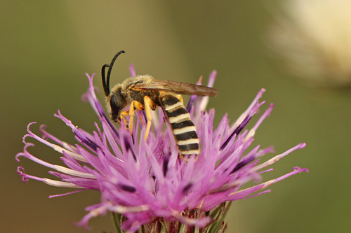 Halictus scabiosae