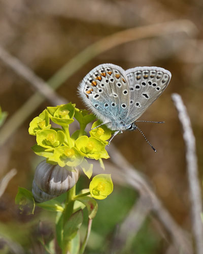 Hauhechel-Bluling