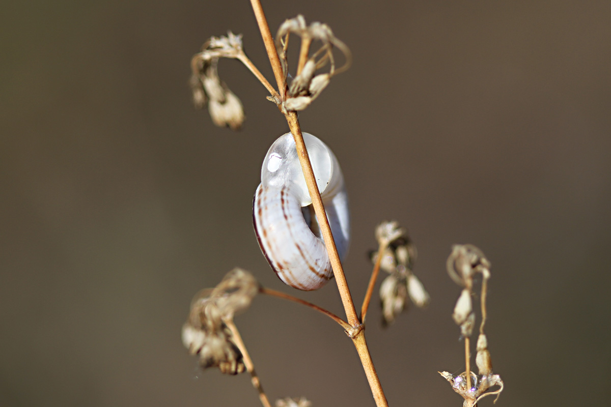 Heideschnecke