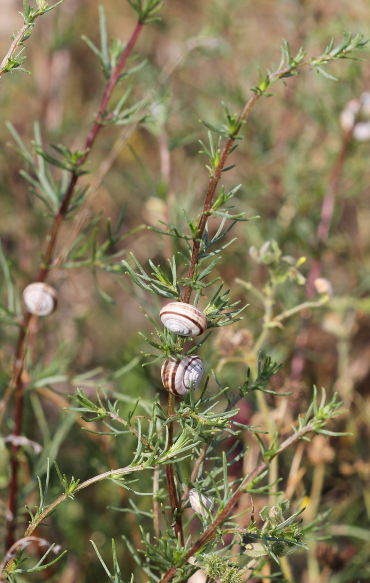 Östliche Heideschnecke