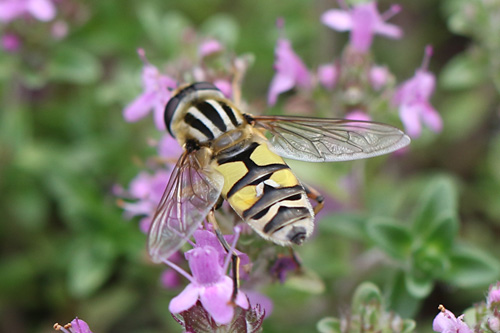 Große
Sumpfschwebfliege