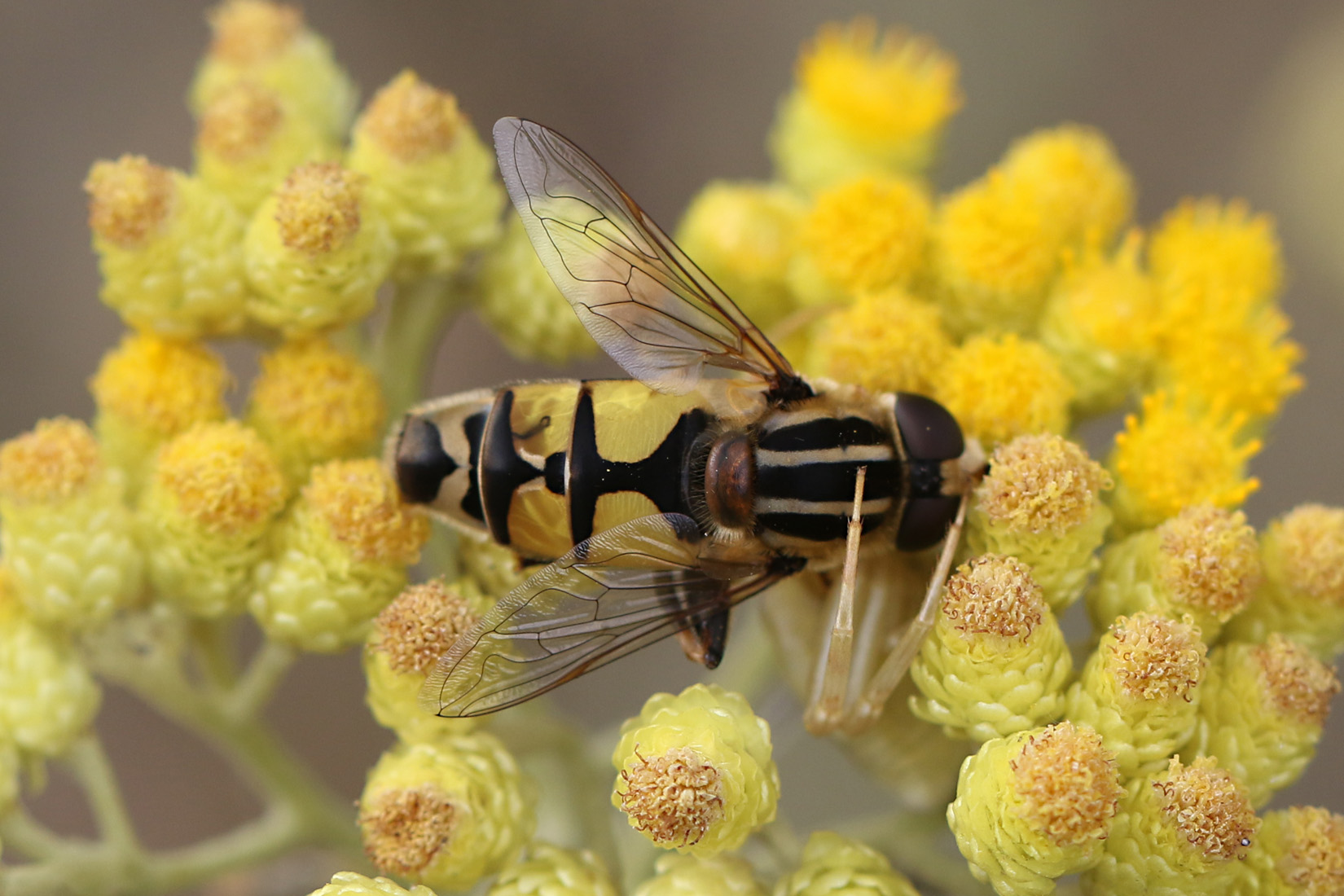 Große Sumpfschwebfliege