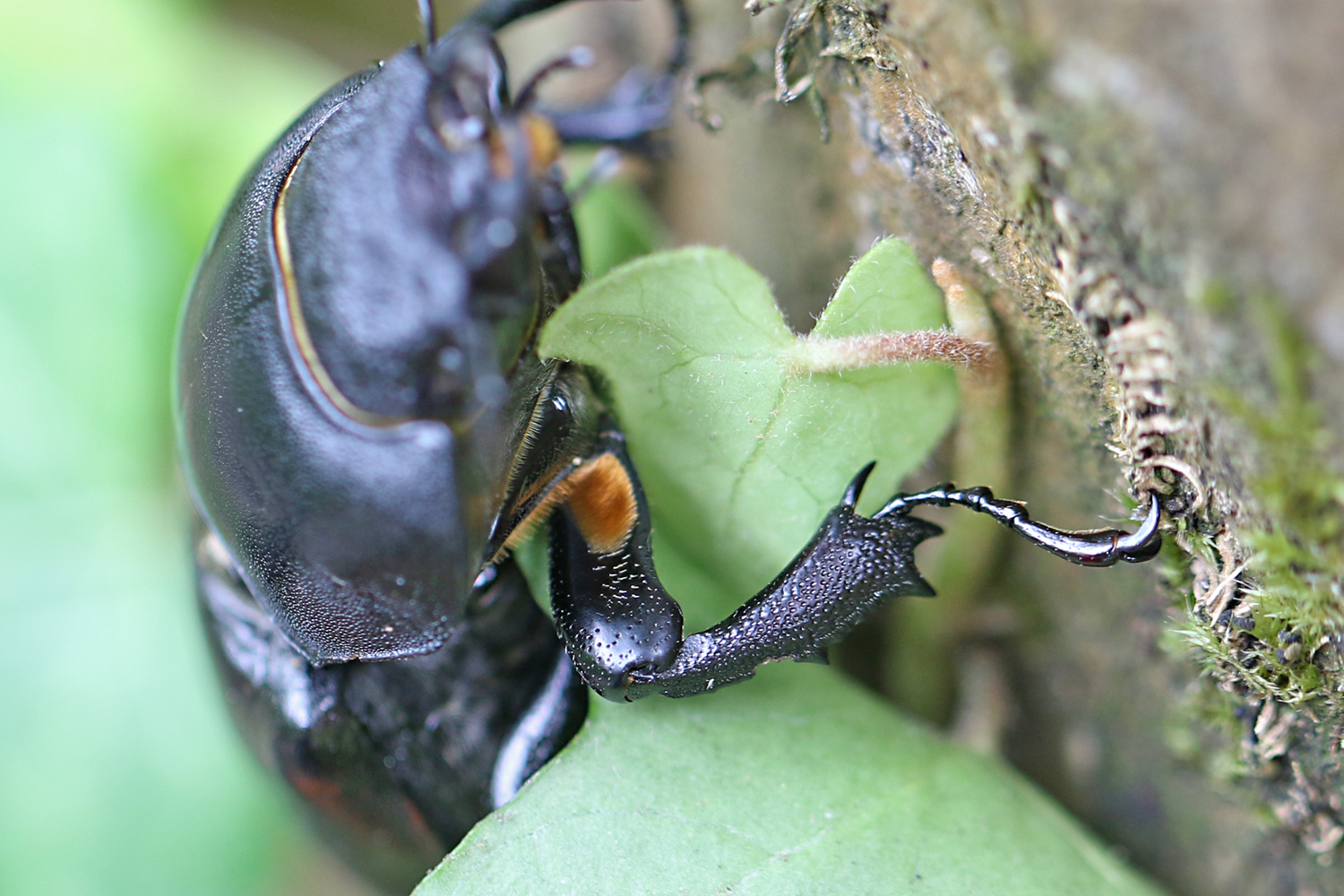 Hirschkäfer