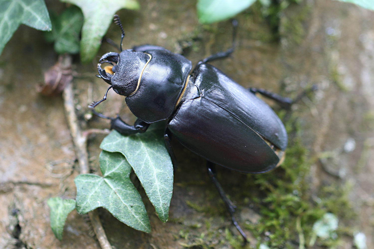 Hirschkäfer