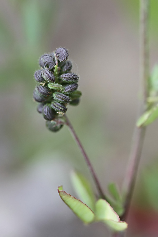 Hopfen-Schneckenklee